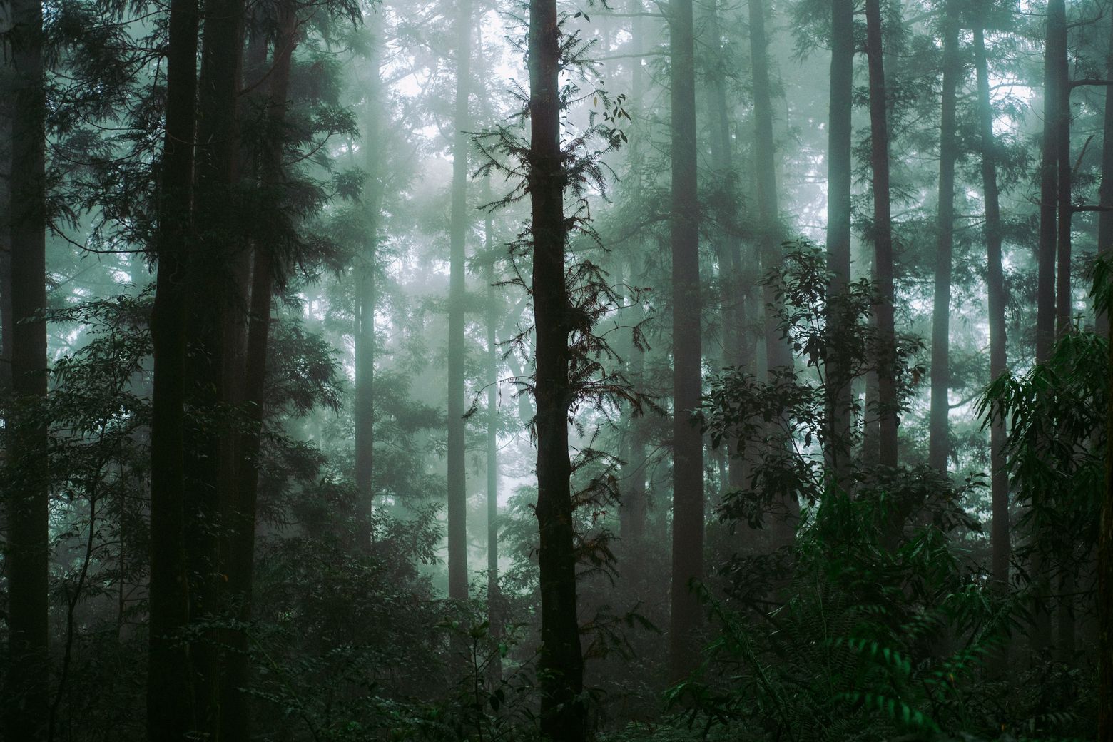 Tall slender trees rising through mist in a dark green forest