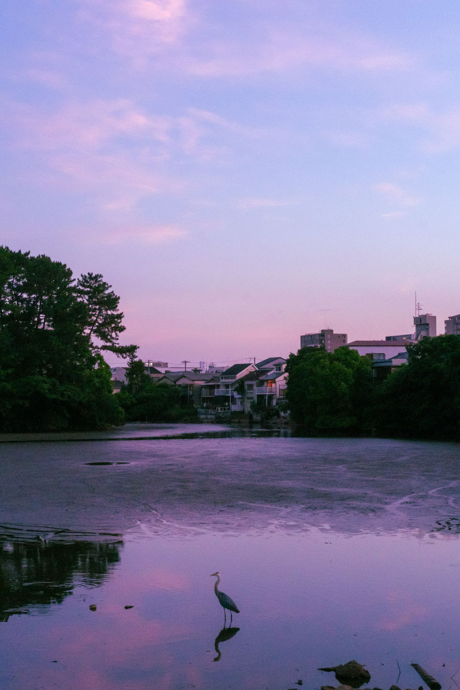 A white egret at the edge of a still pond beneath a violet dusk sky