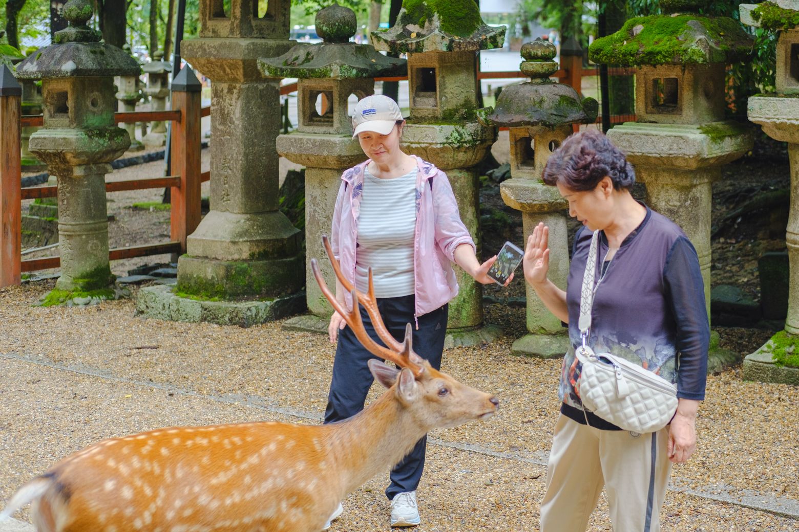 Visitors walking among tame deer beside stone lanterns in a temple park