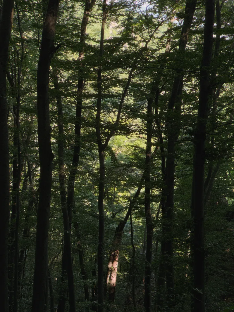 Beech forest, light coming through the trees